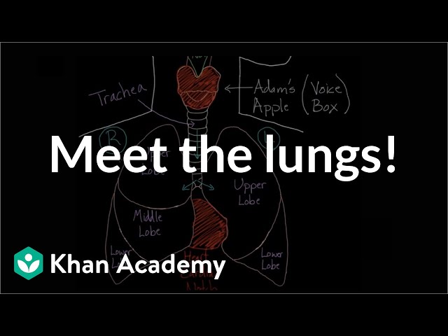 Meet the lungs | Respiratory system physiology | NCLEX-RN | Khan Academy