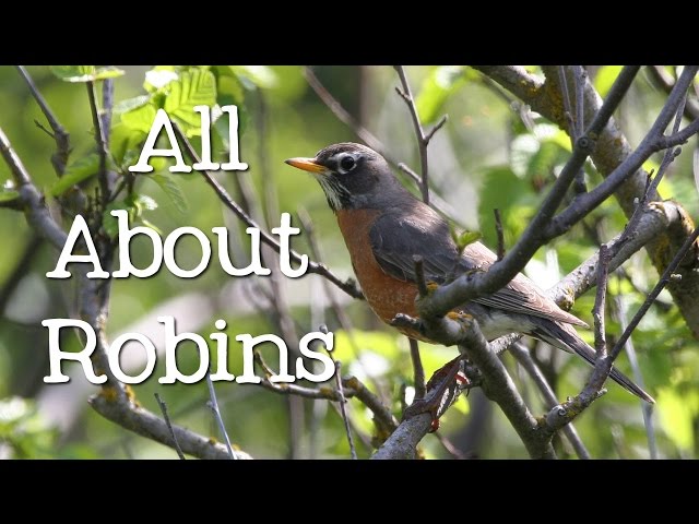 All About Robins: Backyard Bird Series - FreeSchool