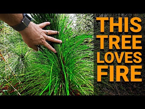 This Tree LOVES FIRE (Longleaf Pine) - #TeamTrees Behind the Scenes
