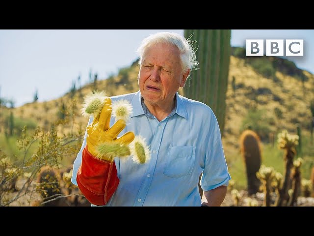 David Attenborough encounters the most DANGEROUS plant in the desert! 😲🌵 The Green Planet 🌱BBC