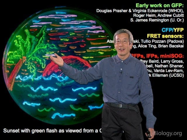 Microscopy: Fluorescent Proteins (Roger Tsien)