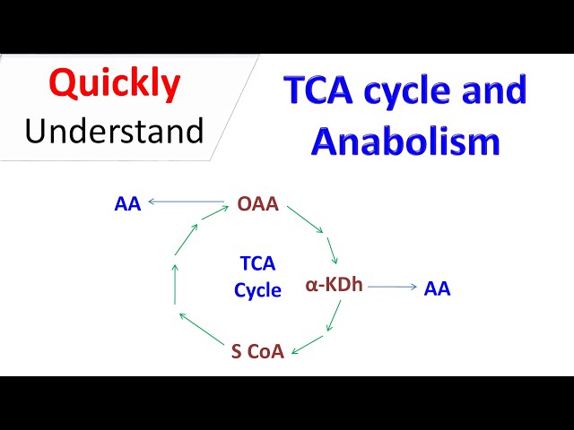 TCA Cycle and anabolism