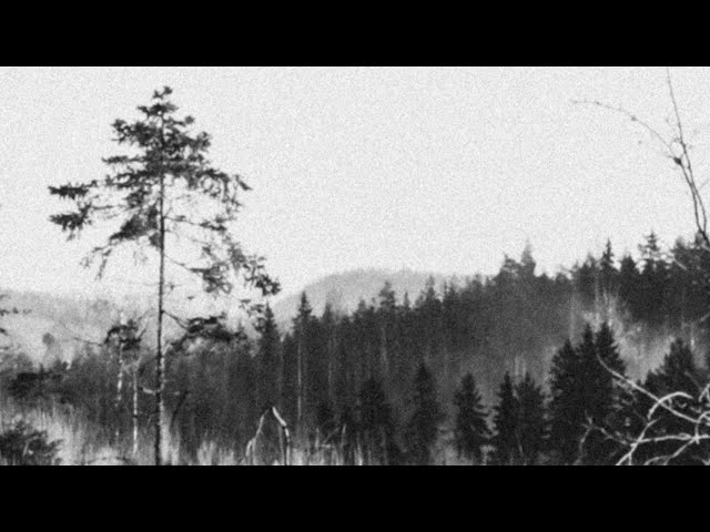 Vaino - Metsänpeitto (Full Album Premiere)