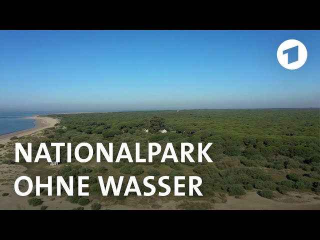 Spanien: Blaubeeren graben Nationalpark das Wasser ab
