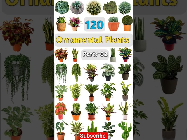 120 Ornamental Plants Name:- 02 #ornamentalplants #ornamentalplant #indoorplants #indoorplant #plant