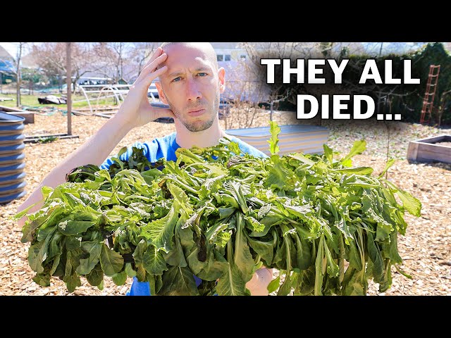 5 DEADLY Mistakes Growing SEEDLINGS and TRANSPLANTING into the Garden