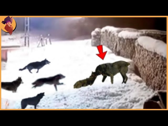 These Stupid Wolves Attacked The Wrong Dog!