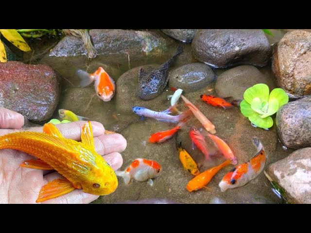 Finding colorful ornamental fish, betta fish, koi fish, channa, manfish, catfish,guppy,molly,turtles
