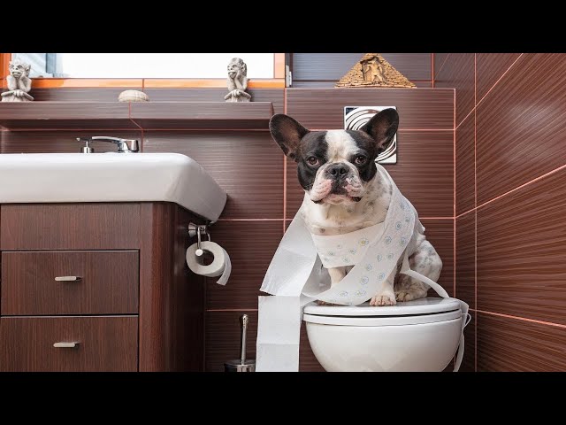 Funny Dogs Vs Toilet Paper! Hilarious Compilation!