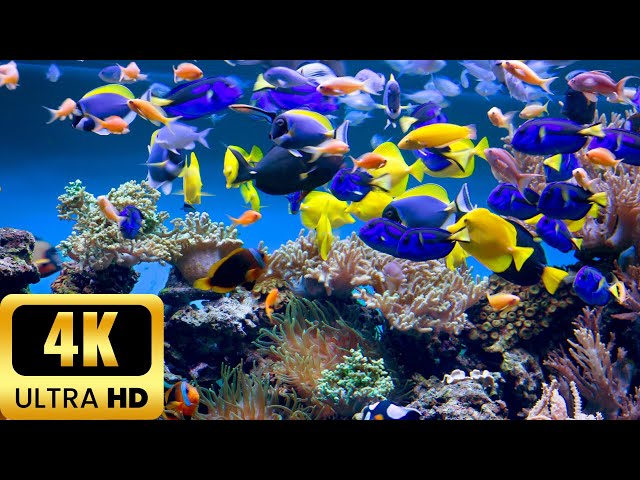 the ocean 4k - Sea Animals for Relaxation, Beautiful Coral Reef Fish | relaxing music