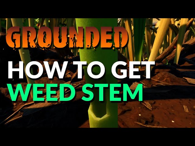 How to get Weed Stems | Grounded