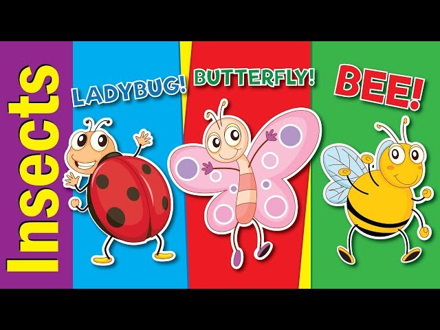 Learn Bugs & Insects for Kids | Video Flash Cards | Kindergarten, Preschool & ESL | Fun Kids English