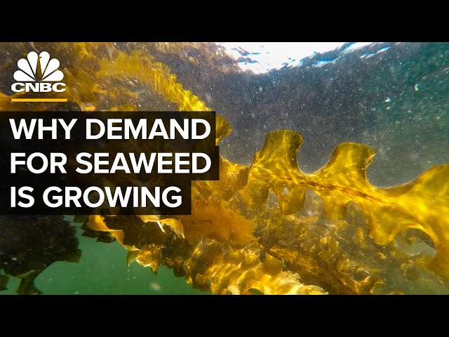 Why Demand For Seaweed Is About To Boom