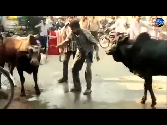 kankrej Bull Fight #shorts #video #Man #bull Fight