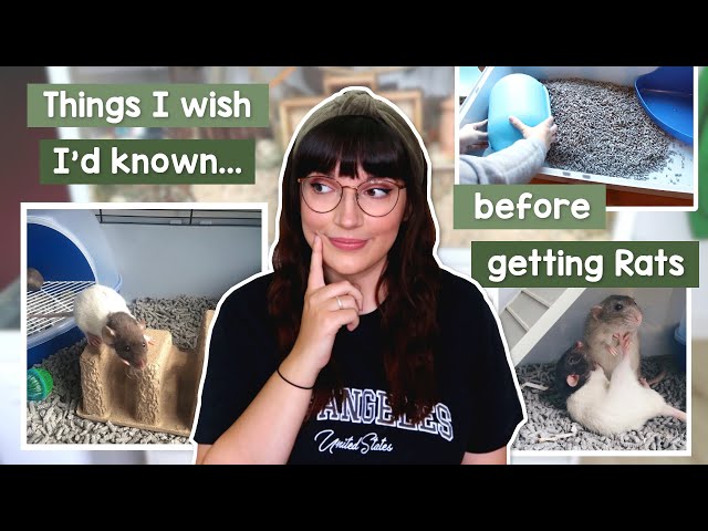 Things I wish I'd known before getting Rats