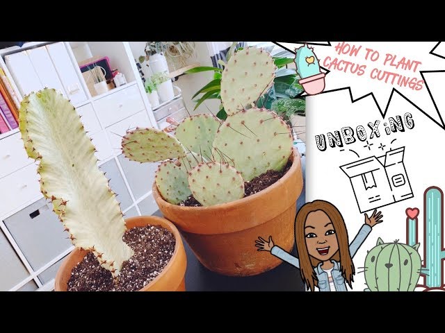 How To Plant Cactus cuttings 🌵 | Cactus Unboxing 📦 || A girl with a garden