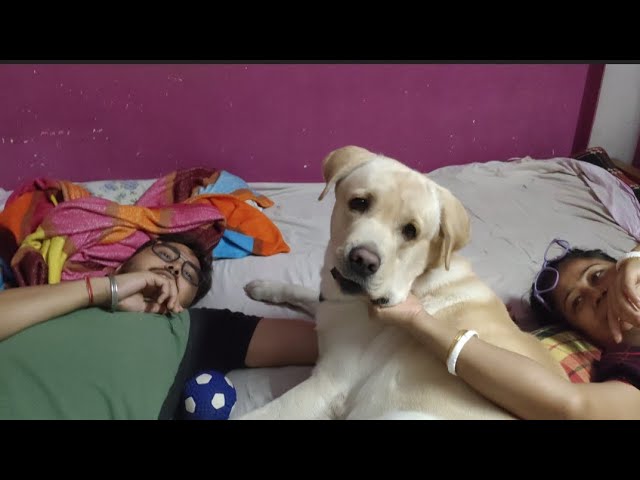 cute Labrador dog playing with brother and mom 😍🐕❤️ || cute labrador dog funny video 🐕❤️