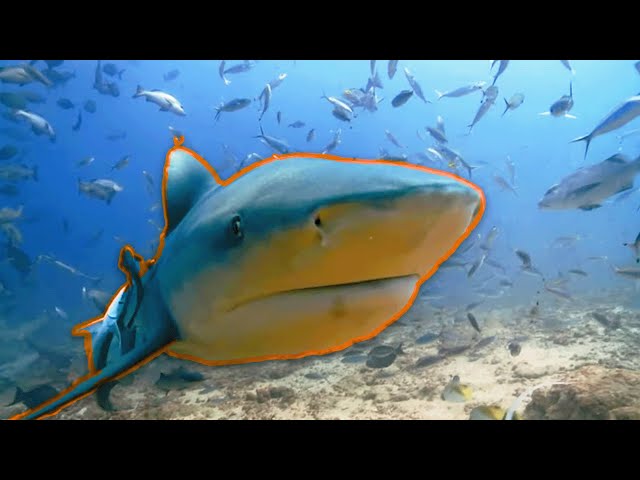 Epic Survival Stories Of Marine Life In The South Seas | WILD 24 | Real Wild