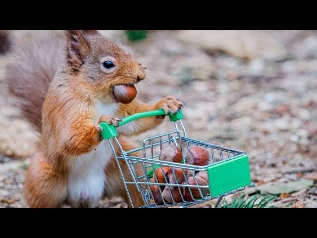 Who Knew Squirrels Could Be So Funny!