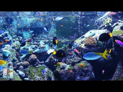 🐟 Aquarium Videos (CLASSICS)