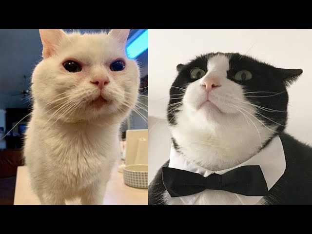 Try Not To Laugh 🤣 New Funny Cats Video 😹 - Fails of the Week Part 12