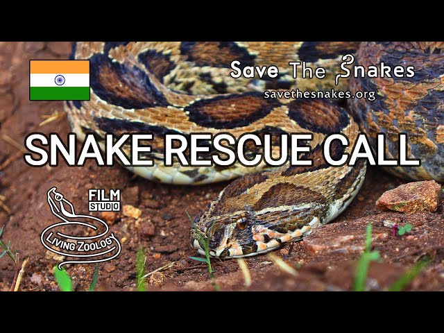 Snake Rescue Call -  full wildlife documentary, conflict between humans and venomous snakes in India