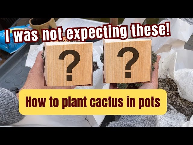 😲Surprise Unboxing😮 | How to Plant #cactus