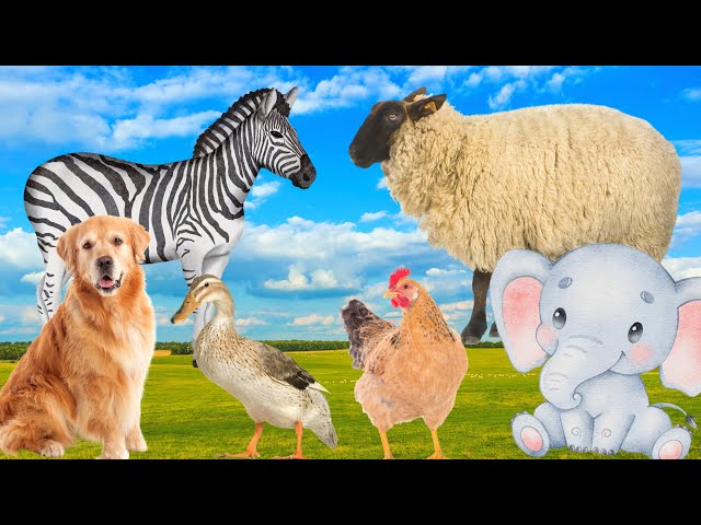 Farm animal life: cow, sheep, duck, chicken, horse,...
