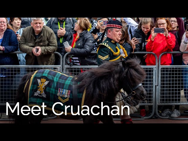 Shetland pony Cruachan IV prepares for Changing the Guard