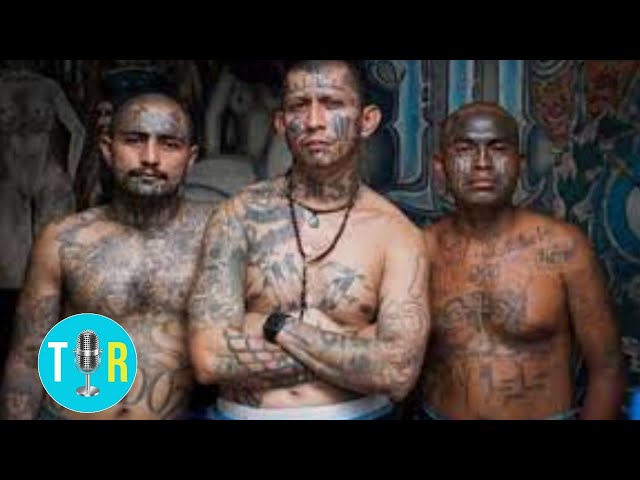 MS-13 Gang: Undercover Video of Largest Takedown in US History - The Interview Room