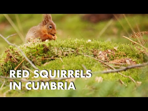 Red Squirrels in Cumbria