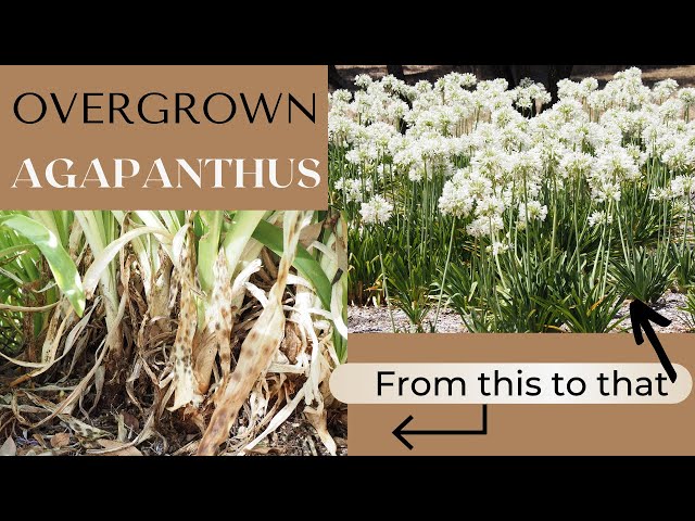 How to divide and replant overgrown (feral) Standard Agapanthus plants at Littlewood Agapanthus Farm