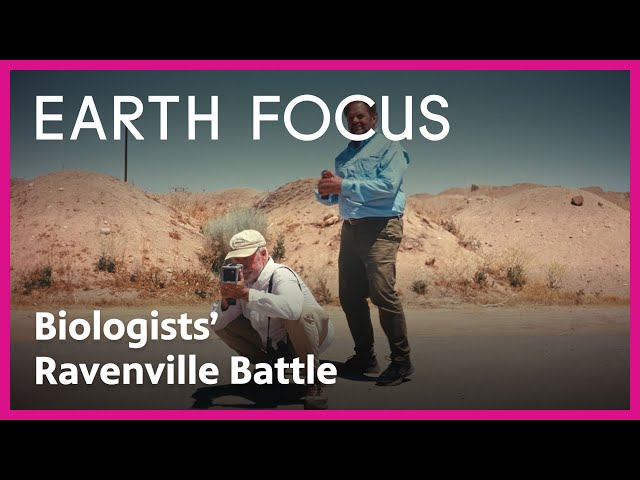 How Biologists Are Repelling Ravens in 'Ravenville' | Earth Focus | PBS SoCal