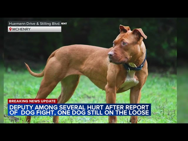 'Aggressive' dog on loose in McHenry after several, including deputy, bitten; 1 dog shot
