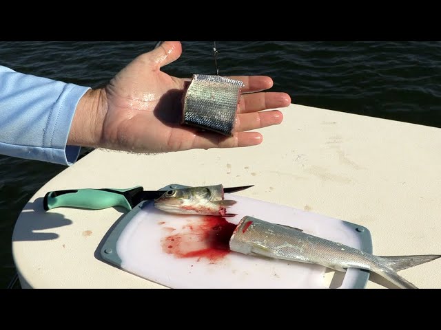 Using Cut Ladyfish For Redfish, Snook, Trout, & Shark Bait