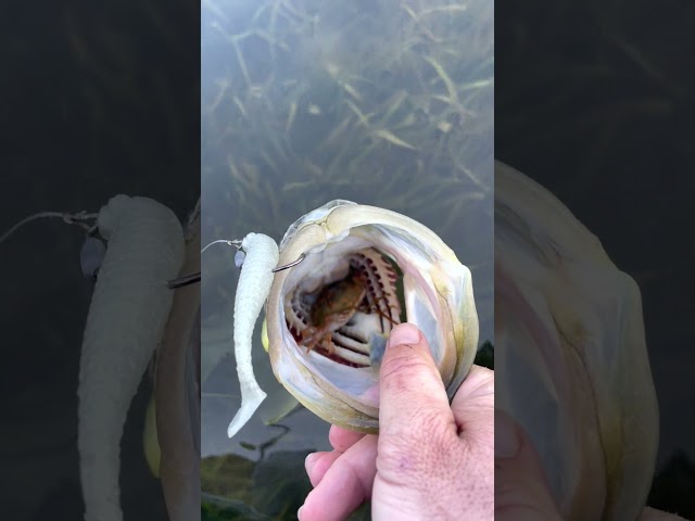We Weren't Expecting THIS To Be In The Snook's Mouth!