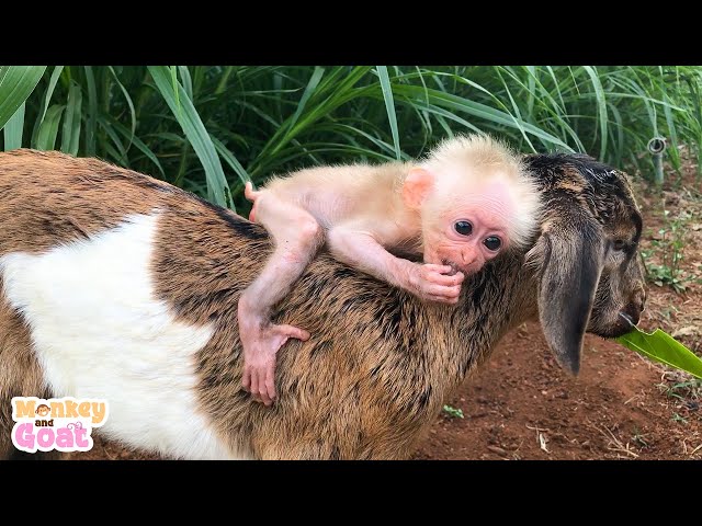 Cute Goat takes baby monkey to find food