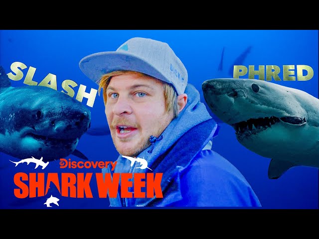 Diver Comes Face to Face with TWO 20-Foot Sharks! | Shark Week