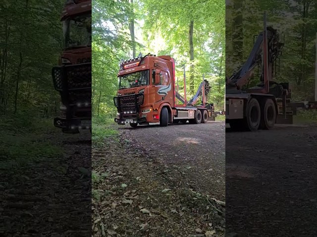 Holztransport 🧡 Scania, im Wald wird es nie langweilig