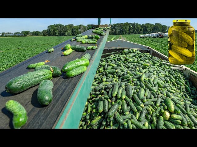 How Pickles Are Made In Factory | How It's Made Pickles
