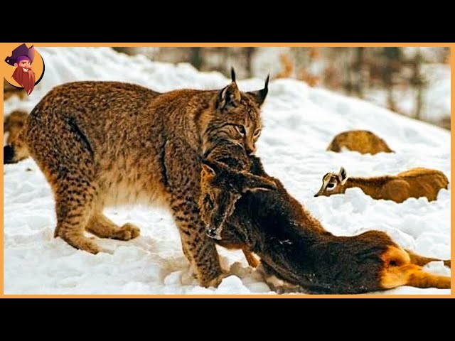 15 Merciless Hunting Moments Of Lynx’s And Bobcats