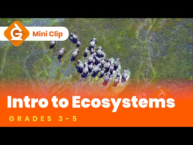 Ecosystems Video Lesson for Kids | Grades 3-5 | Mini-Clip