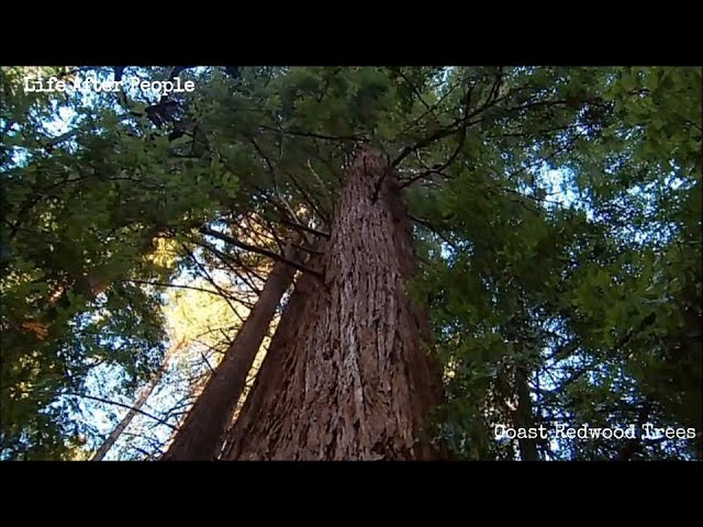Life After People - Coast Redwood Trees