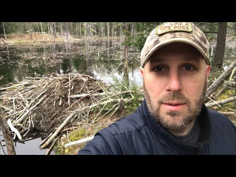 Nature Hike: Dead Turtle, Starting Fire, Beaver Lodge, No Fish - Rough Cut Video