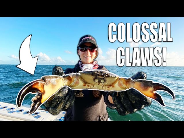 My Best Stone Crab Pull this SEASON - Extra Large Claws! Florida Crabbing