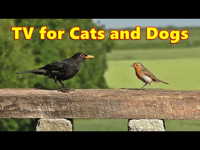 Cat and Dog TV Fun ~ Videos for Cats and Dogs to Watch ⭐ 8 HOURS ⭐