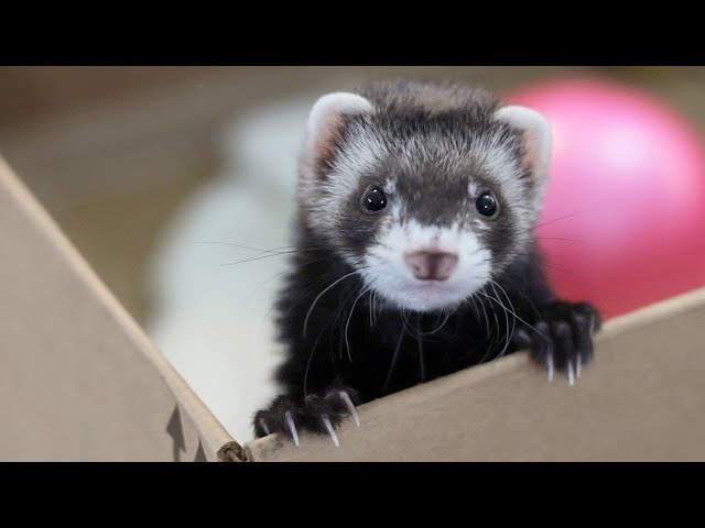 Cute Ferrets Videos Compilation