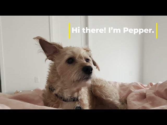 [글"개" The Doggie Life] Hey It's Me, Pepper - the Boss Doggie!