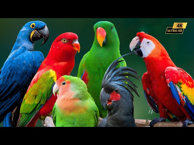 Top Best Bird Songs To Relax With 3 Hours 4K🦜