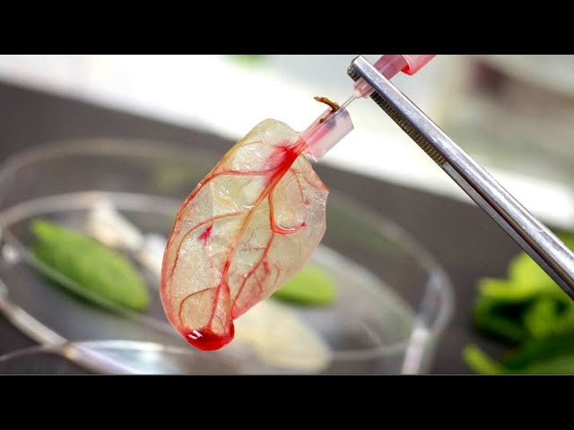 Transforming A Leaf Into Meat
